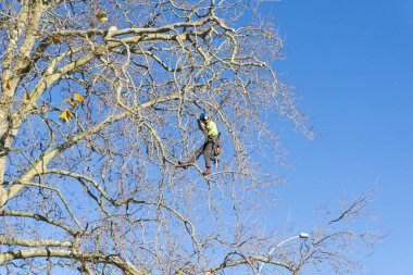 Tauranga, Yeni Zelanda - 2 Temmuz 2018; Arborist sarı yüksek görünürlük yeleği yapraksız Londra çınar dalları kırparak Emanet ipleri tarafından desteklenen yüksek.