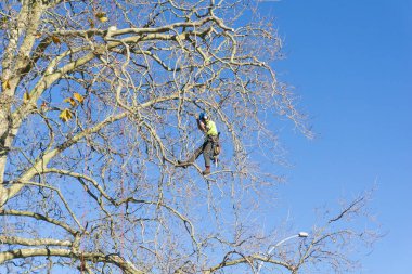 Tauranga, Yeni Zelanda - 2 Temmuz 2018; Arborist yapraksız Londra çınar ağacı dalları kırparak Emanet ipleri tarafından desteklenen yüksek.