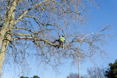 Tauranga, Yeni Zelanda - 2 Temmuz 2018; Yapraksız Londra çınar ağacı süsleme dallarında yüksek hakkında günlükken Emanet halat tarafından asılı arborist.