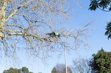 Tauranga, Yeni Zelanda - 2 Temmuz 2018; Yapraksız Londra çınar ağacı dalları kırparak Emanet ipleri tarafından desteklenen yatay yüksek asılı arborist.