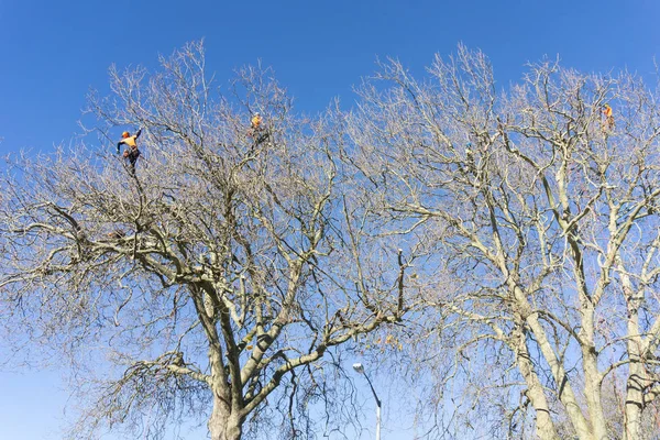 Tauranga, Yeni Zelanda - 2 Temmuz 2018; Üç arborist yapraksız Londra çınar ağaçlarının dalları kırparak Emanet ipleri tarafından desteklenen yüksek.