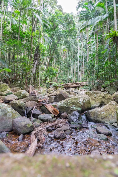 Тропические Леса Вокруг Скалистого Русла Реки Тамборин — стоковое фото