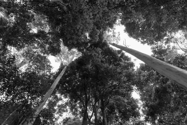 Cobertura Floresta Tropical Acima Linhas Convergentes Troncos Eucalipto Preto Branco — Fotografia de Stock