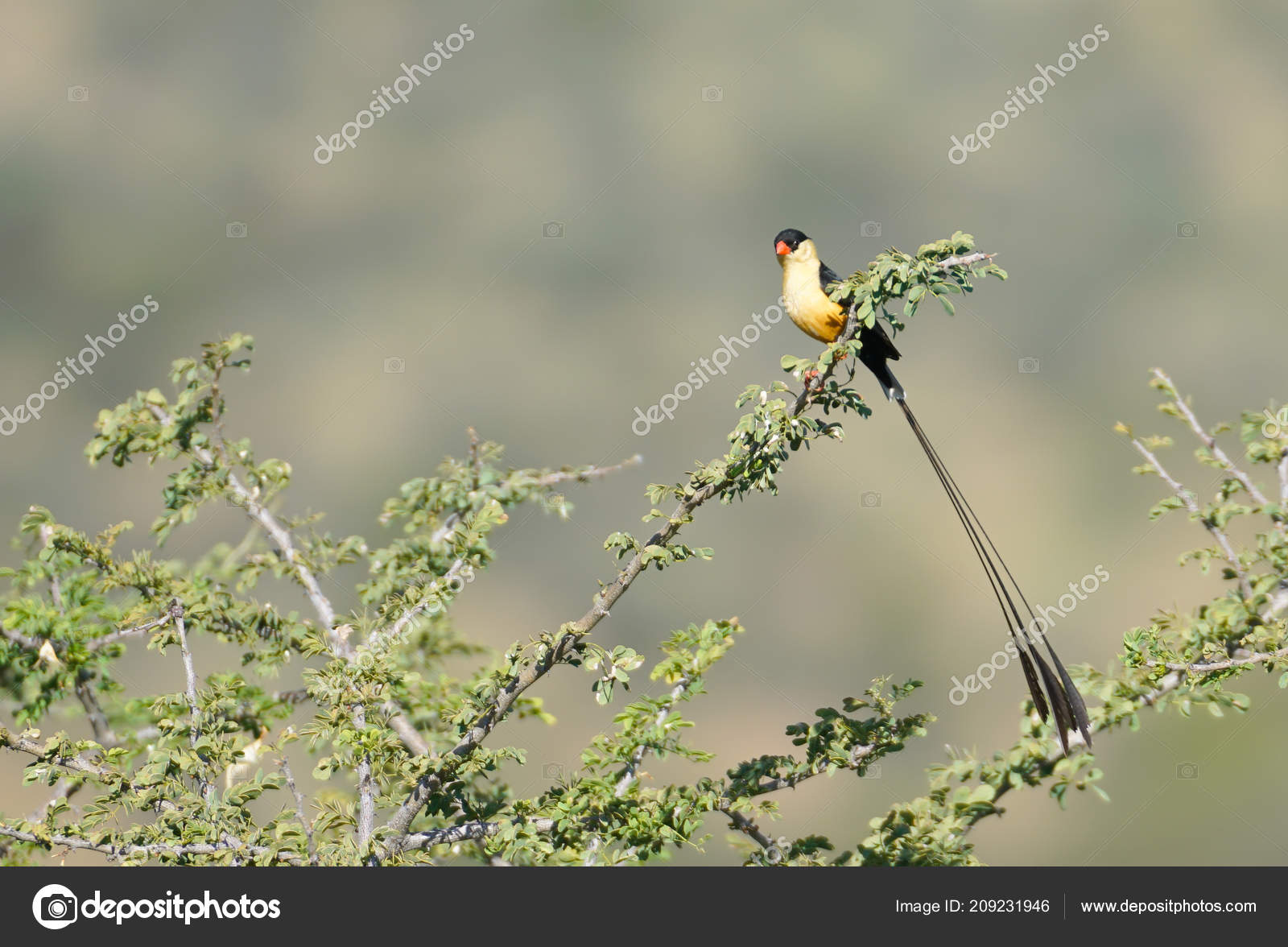 Whydah Arbre Queue Petit Oiseau Bec Orange Vif Longue Queue