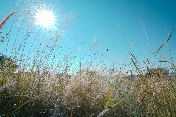 Sun in bright lens flare from low point of view through grasses in African landscape, Namibia.