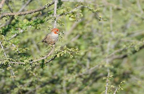 Melba Astrilde Kleine Heldere Finch Close Neergestreken Acacia Bush — Gratis stockfoto