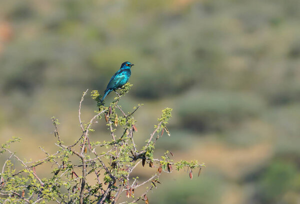 Glossy iridescent blue Burchell's Starling perched on branch