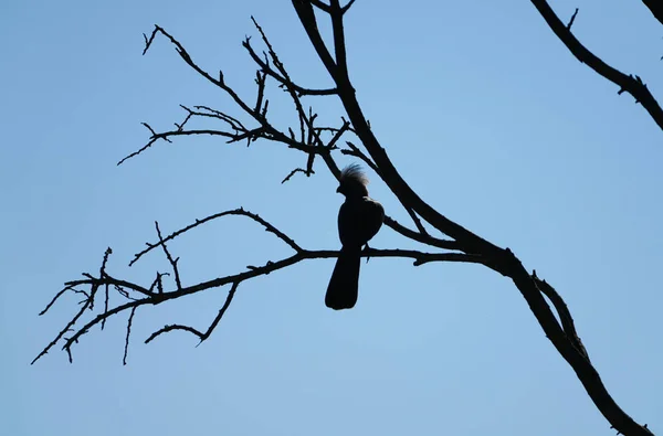 Embora Silhueta Pássaro Com Crista Para Cima Empoleirado Ramo Forma — Fotografia de Stock