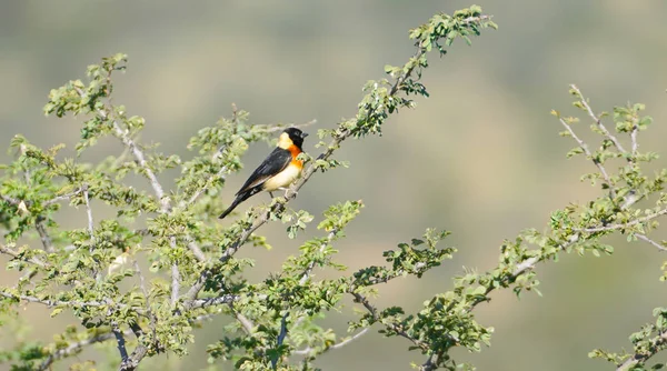 Kleiner Vogel Aus Nächster Nähe Hockt Auf Akazienzweig Mit Schwanz — Stockfoto