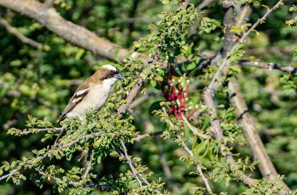 Pequeño Pájaro Marrón Blanco Descrito Sentado Una Rama Acacia — Foto de Stock