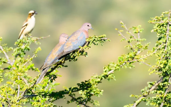 Par Vackert Pastell Färgade Skrattande Duvor Gren — Stockfoto