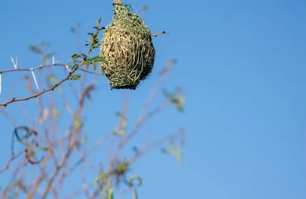 Propre Maison Tissée Verte Oiseau Tisserand Dans Acacia Contre Ciel — Photo