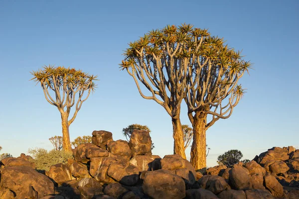 Cálido Resplandor Final Tarde Sol Través Los Árboles Namibia Tiburón — Foto de Stock