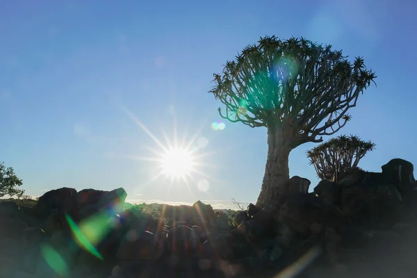 Instagram Стиль Sunburst Кінці Дня Крізь Дерева Пейзаж Намібії Сагайдак — стокове фото
