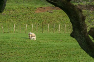 Siluet ağaç dalı koyun ve kuzu mesafe tarafından çerçeveli alan koyun