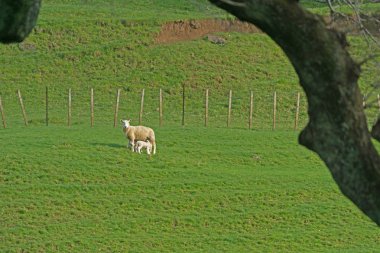 Siluet ağaç tarafından çerçeveli alan koyun ewe şube ve mesafe besleme kuzu