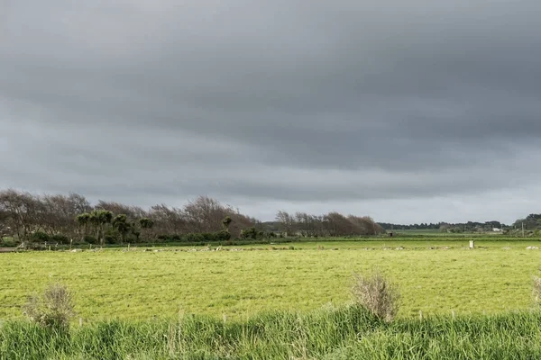 Sun Illuminates Yellow Green Rural Field Dark Cloudy Sky New — Stock Photo, Image