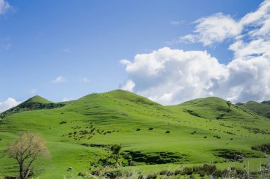 Yeşil haddeleme tarım arazileri Taihape yakınındaki kırsal Yeni Zelanda.