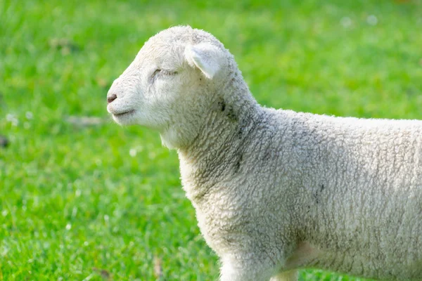 Lammet Stående Närbild Fältet — Stockfoto