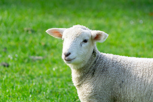 Lamb portrait close-up in field.