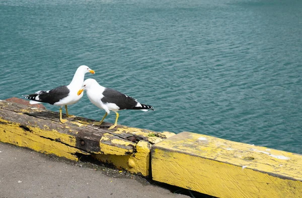 Duas Gaivotas Pretas Juntas Barreira Amarela Borda Cais — Fotografia de Stock