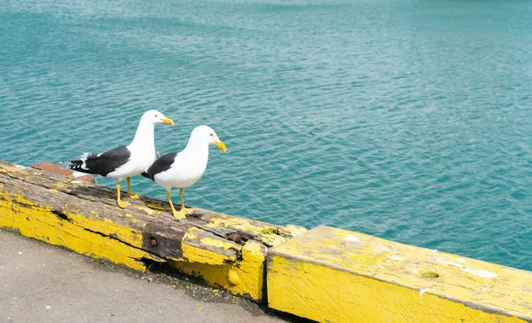 Duas Gaivotas Pretas Juntas Barreira Amarela Borda Cais — Fotografia de Stock