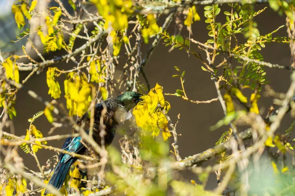 Tui Nativ Păsări Noua Zeelandă Hrăni Nectar Flori Galbene Într — Fotografie, imagine de stoc