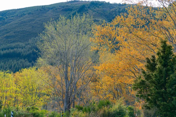Bäume Neuem Frühjahrswachstum Mit Herbstlichen Farben — Stockfoto