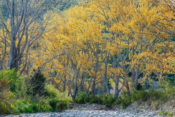 新西兰南岛石质干涸河床上衬石质干河床的新春天生长的树木 — 图库照片