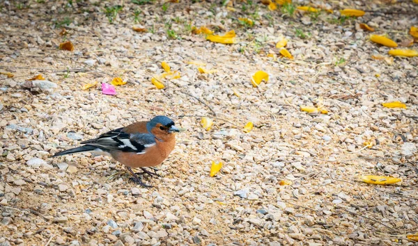 Pinzón Pequeño Pájaro Colorido Suelo — Foto de Stock