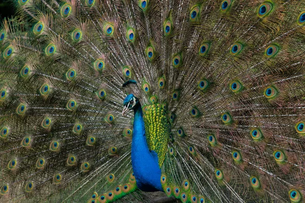 Peacock Menampilkan Bulu Ekor Yang Brilian — Stok Foto
