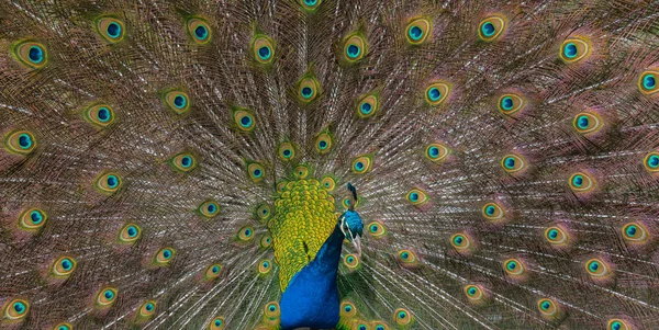 Peacock Menampilkan Bulu Ekor Yang Brilian — Stok Foto