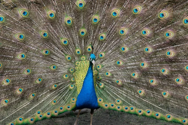 孔雀展示其灿烂的尾羽 — 图库照片