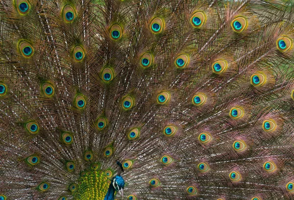 Pavo Real Mostrando Sus Brillantes Plumas Cola —  Fotos de Stock