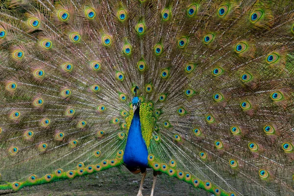 Páv Zobrazení Jeho Brilantní Ocasní Pera — Stock fotografie