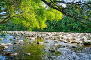 Anatoki nehir ve yeni söğüt yaprağı yeşil ve koyu yeşil Yeni Zelanda bush çevresinin doğal rocky nehir yatak.