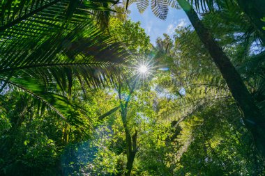 Mercek parlaması genel gider dalları ve siluet eğreltiotu yaprakları boyunca Grove yerli bush yürüyüş yakınındaki Pohara South Island