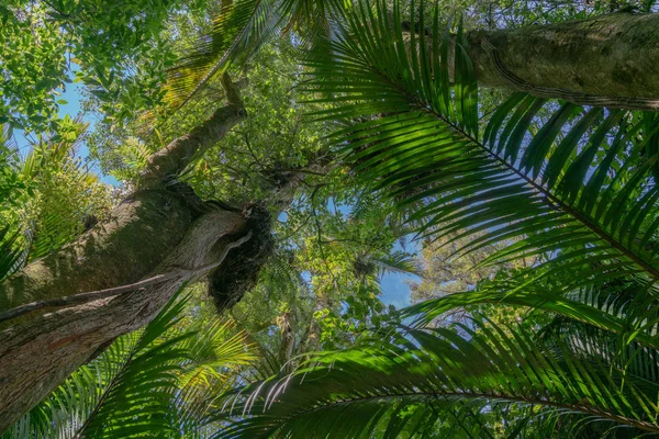 Cer Prin Baldachin Deasupra Tufișului Nativ Grove Plimbare Lângă Pohara — Fotografie, imagine de stoc