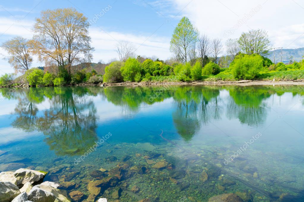 Lime green spring growth of willow leaves along banks of scenic South Island's Takaka  River calm with reflections from surrounding trees.