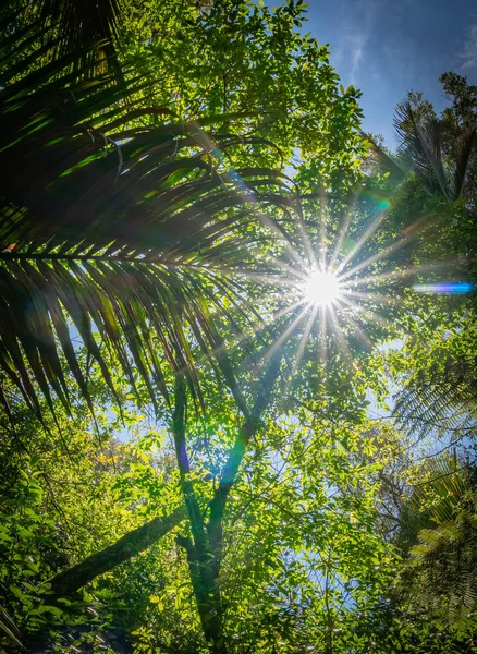 Lens Flare Prin Ramuri Aeriene Silueta Ferigă Fronturi Lungul Grove — Fotografie, imagine de stoc