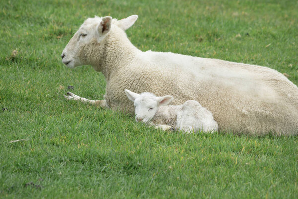 Sheep and new lambs on farm in New Zealand
