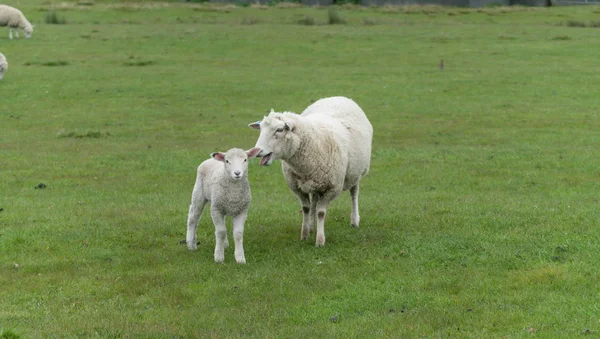 Får Och Nya Lamm Gården Nya Zeeland — Stockfoto