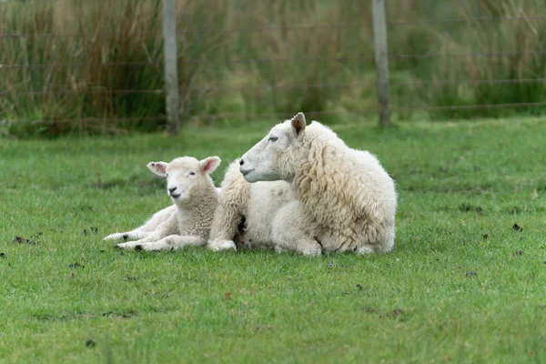 Schapen Lammeren Van Nieuwe Boerderij Nieuw Zeeland — Stockfoto