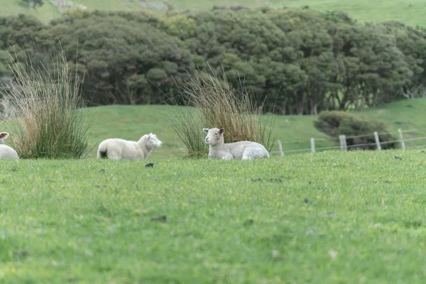 Овець Нові Ягнят Фермі Новій Зеландії — стокове фото