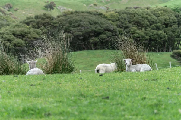 뉴질랜드에서 농장에 새로운 — 스톡 사진