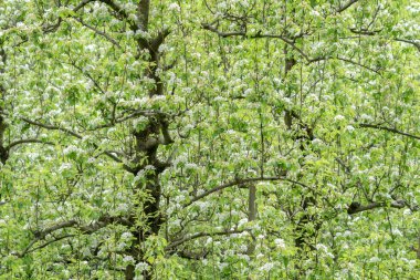 Elma ağacı yeni kireç yeşil yaprakları ve beyaz çiçek meyve bahçesi ile closeup