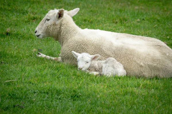 Ovelhas Novo Cordeiro Descansando Grama Verde Fazenda Nova Zelândia — Fotografia de Stock