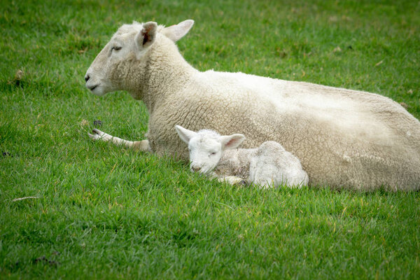Sheep and new lamb resting in green grass  on farm in New Zealand