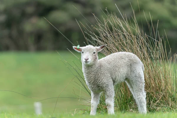 Sheep New Lambs Farm New Zealand — Stock Photo, Image