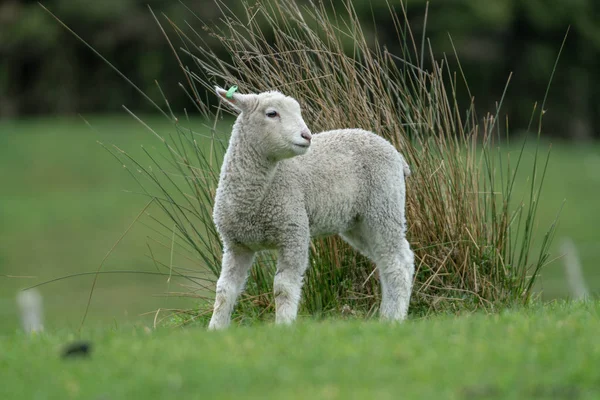 Lamb on farm in New Zealand